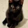 BLACKY