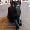 BLACKY