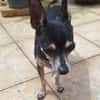 ZIGGY le petit pinscher