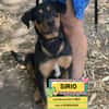 SIRIO