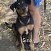 SIRIO