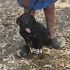 VEGA