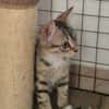 MIETTE