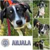 ANJALA * verspielte und neugierige Junghündin