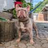 Französische Bulldogge Mango