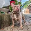 Französische Bulldogge Mango