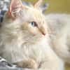 Geselliger junger Siam-Mix Kater Genie