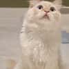 Geselliger junger Siam-Mix Kater Genie