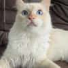 Geselliger junger Siam-Mix Kater Genie