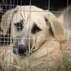 Lola sucht ein Zuhause