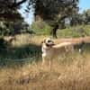 Lola sucht ein Zuhause