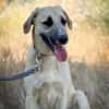 Lola sucht ein Zuhause