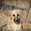 Lola sucht ein Zuhause