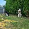 Dobby  sucht Menschen mit Hundeerfahrung