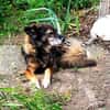 Daisy  wartet in 97332 Obervolkach