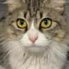 Daisy - unkomplizierte Traumkatze