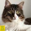 Zorro Ataxie Maine Coon MIx Kater