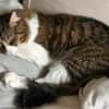 Zorro Ataxie Maine Coon MIx Kater