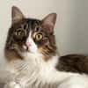 Zorro Ataxie Maine Coon MIx Kater