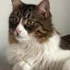 Zorro Ataxie Maine Coon MIx Kater