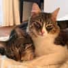 Zorro Ataxie Maine Coon MIx Kater