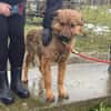 Thor, sucht bald ein Zuhause