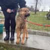 Thor, sucht bald ein Zuhause