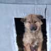 Thor, sucht bald ein Zuhause