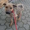 Thor, sucht bald ein Zuhause