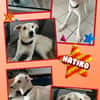 Herzenshund Hatiko auf PS in 91217