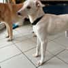 Herzenshund Hatiko auf PS in 91217