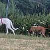 Freundlicher, braver Zeta1 sucht seine Familie