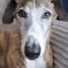 Jupiter - Traumgalgo sucht Traumzuhause