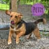 Petty ein Herzenshund