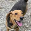 Petty ein Herzenshund