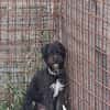 Löckchen-Stella 💛💛💛 liebes Zuhause gesucht