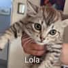 LOLA