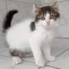MICHA