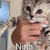 NINA