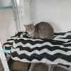 SOURIS C