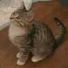 Chupa