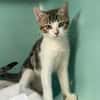 Crevette [Chaton]