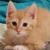 PATACHON