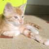 Berlioz