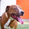 CHARLY OAA20010