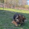 Benji