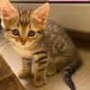 COCOLA À ADOPTER AVEC SON FRÈRE TIPPYTO OU SEULE SI DÉJÀ UN CHAT PRÉSENT CHEZ VOUS