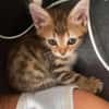 COCOLA À ADOPTER AVEC SON FRÈRE TIPPYTO OU SEULE SI DÉJÀ UN CHAT PRÉSENT CHEZ VOUS