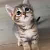 COCOLA À ADOPTER AVEC SON FRÈRE TIPPYTO OU SEULE SI DÉJÀ UN CHAT PRÉSENT CHEZ VOUS