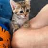 COCOLA À ADOPTER AVEC SON FRÈRE TIPPYTO OU SEULE SI DÉJÀ UN CHAT PRÉSENT CHEZ VOUS
